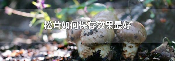 松茸如何保存效果最好