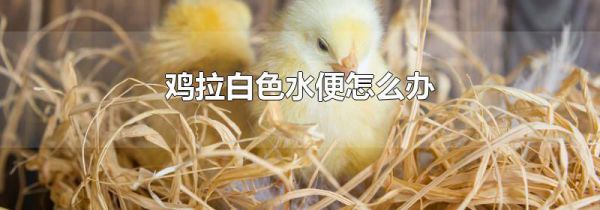 鸡拉白色水便怎么办
