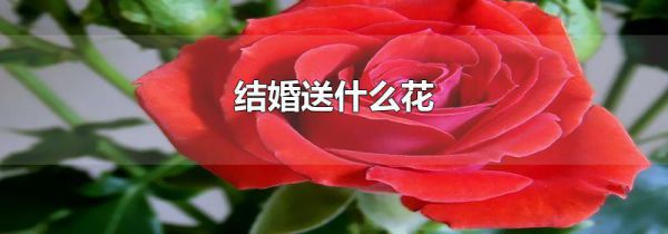 结婚送什么花