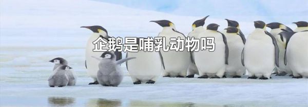 企鹅是哺乳动物吗