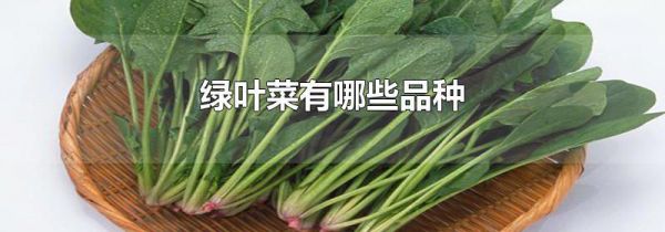 绿叶菜有哪些品种