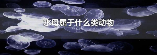 水母属于什么类动物