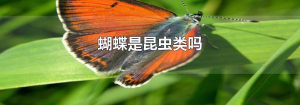 蝴蝶是昆虫类吗