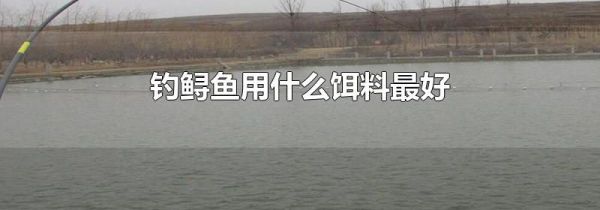 钓鲟鱼用什么饵料最好