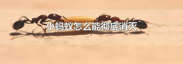 小蚂蚁怎么能彻底消灭