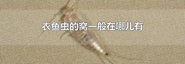 衣鱼虫的窝一般在哪儿有