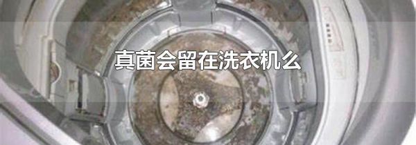 真菌会留在洗衣机么