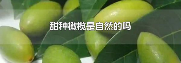甜种橄榄是自然的吗