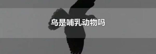 鸟是哺乳动物吗