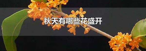 秋天有哪些花盛开