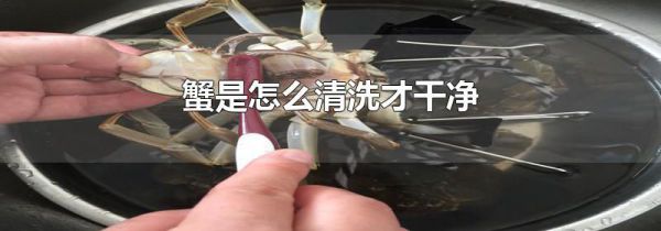 蟹是怎么清洗才干净