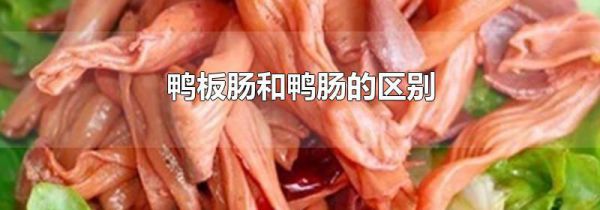 鸭板肠和鸭肠的区别
