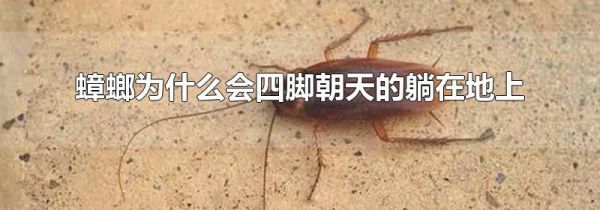 蟑螂为什么会四脚朝天的躺在地上