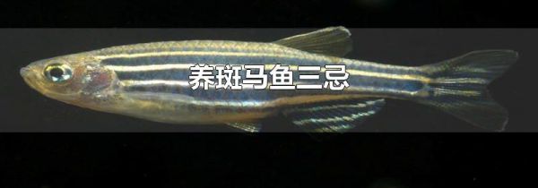 养斑马鱼三忌