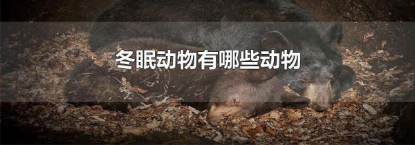 冬眠动物有哪些动物