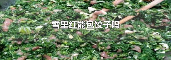 雪里红能包饺子吗