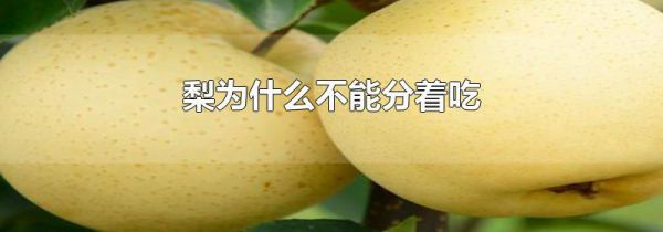 梨为什么不能分着吃