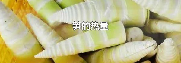 笋的热量