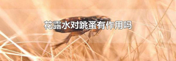 花露水对跳蚤有作用吗