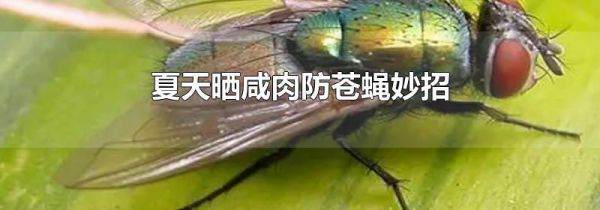 夏天晒咸肉防苍蝇妙招