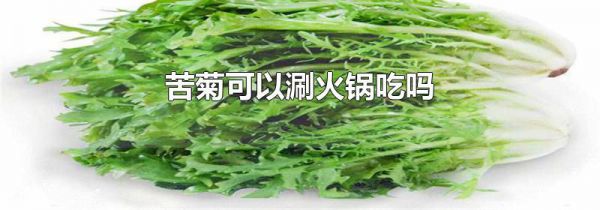 苦菊可以涮火锅吃吗