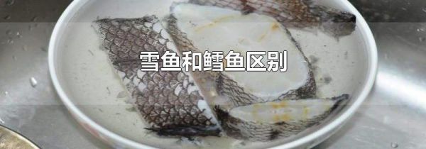 雪鱼和鳕鱼区别