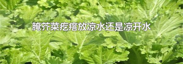 腌芥菜疙瘩放凉水还是凉开水