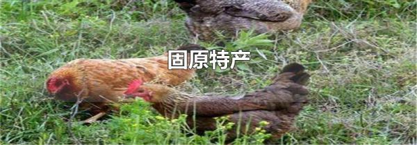 固原特产