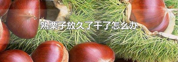 熟栗子放久了干了怎么办