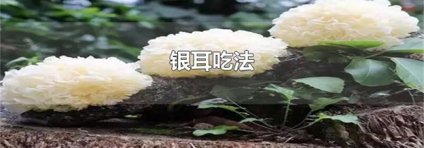 银耳吃法
