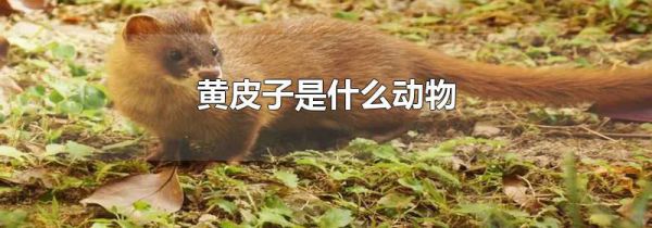 黄皮子是什么动物