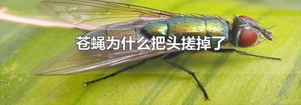 苍蝇为什么把头搓掉了