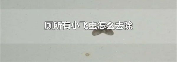 厕所有小飞虫怎么去除