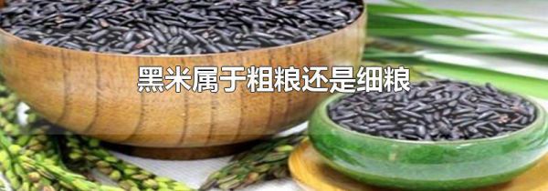 黑米属于粗粮还是细粮