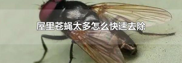 屋里苍蝇太多怎么快速去除