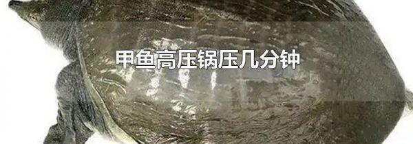 甲鱼高压锅压几分钟
