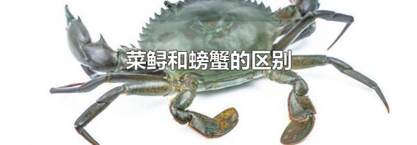 菜鲟和螃蟹的区别