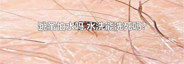 跳蚤怕水吗,水洗能洗死吗?
