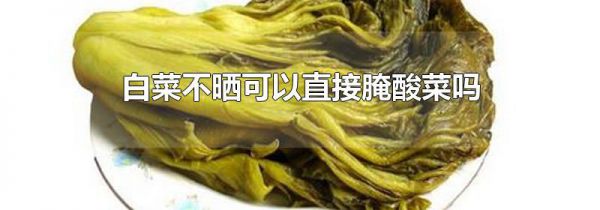 白菜不晒可以直接腌酸菜吗