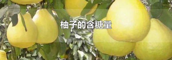 柚子的含糖量