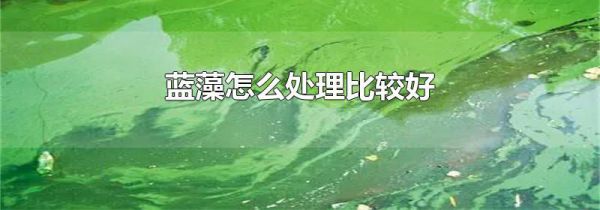 蓝藻怎么处理比较好