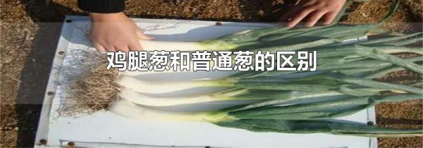 鸡腿葱和普通葱的区别