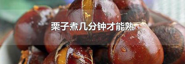 栗子煮几分钟才能熟