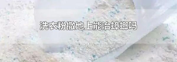 洗衣粉撒地上能治蟑螂吗