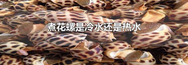 煮花螺是冷水还是热水