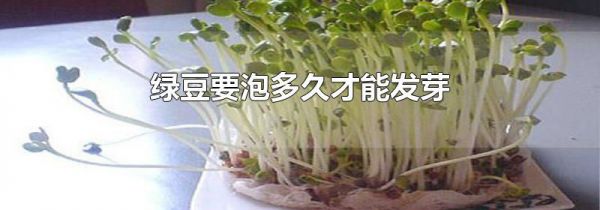 绿豆要泡多久才能发芽