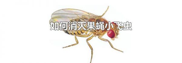 如何消灭果蝇小飞虫