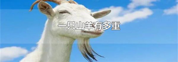 一只山羊有多重