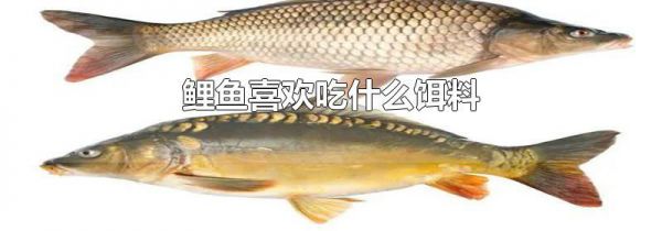 鲤鱼喜欢吃什么饵料