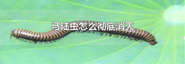 马陆虫怎么彻底消灭